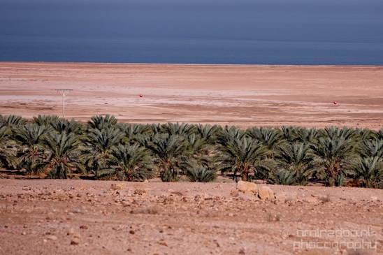 Landscape_Nature_Dead_Sea_Israel_Desert_Photography_112_Canon_EOS_5D_Mark_IV.JPG