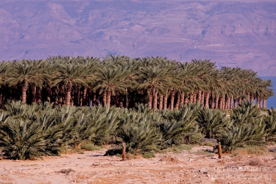 Landscape_Nature_Dead_Sea_Israel_Desert_Photography_115_Canon_EOS_5D_Mark_IV.JPG