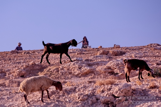 Landscape_Nature_Dead_Sea_Israel_Desert_Photography_122_Canon_EOS_5D_Mark_IV.JPG