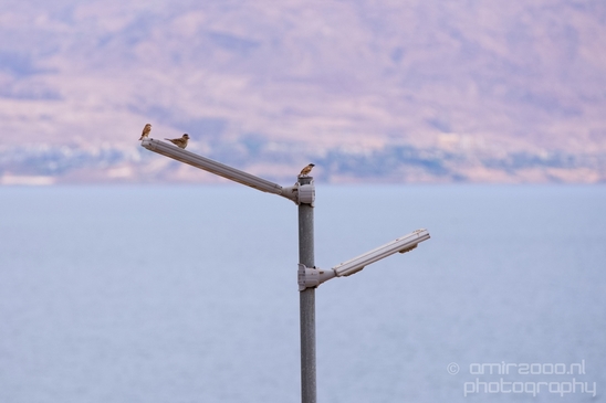 Landscape_Nature_Dead_Sea_Israel_Desert_Photography_126_Canon_EOS_5D_Mark_IV.JPG