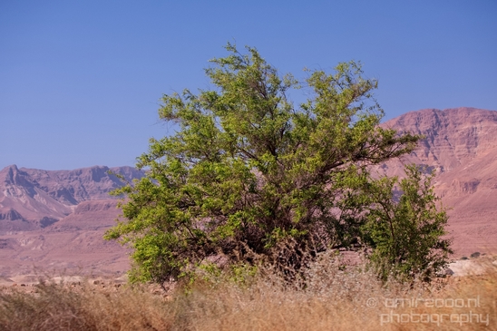 Landscape_Nature_Dead_Sea_Israel_Desert_Photography_277_Canon_EOS_5D_Mark_IV.JPG