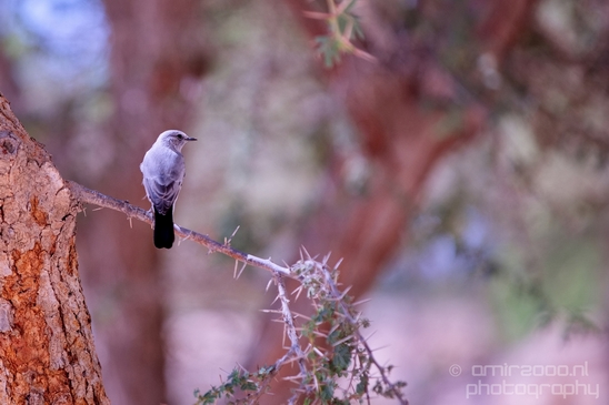 Landscape_Nature_Sde_Boker_desert_scenery_Negev_Israel_Photography_011_Canon_EOS_5D_Mark_IV.JPG