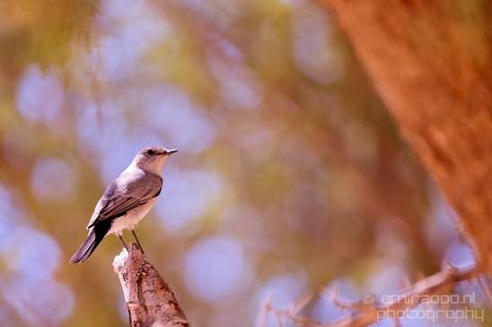 Landscape_Nature_Sde_Boker_desert_scenery_Negev_Israel_Photography_012_Canon_EOS_5D_Mark_IV.JPG