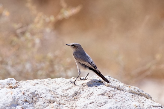 Landscape_Nature_Sde_Boker_desert_scenery_Negev_Israel_Photography_023_Canon_EOS_5D_Mark_IV.JPG