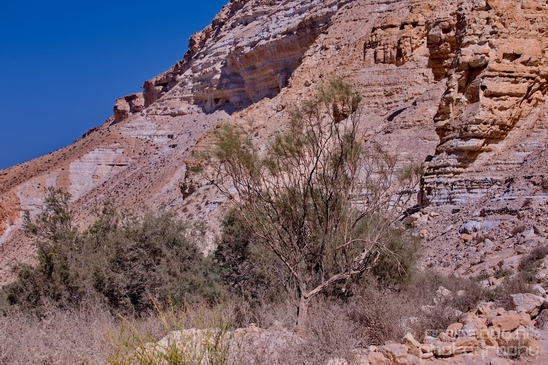 Landscape_Nature_Sde_Boker_desert_scenery_Negev_Israel_Photography_045_Canon_EOS_5D_Mark_IV.JPG