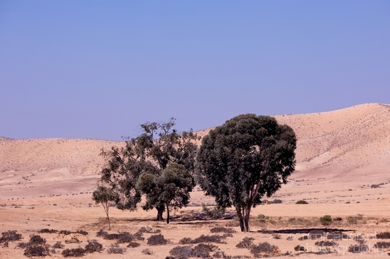 Landscape_Nature_desert_scenery_Negev_Israel_Photography_011_Canon_EOS_5D_Mark_IV.JPG