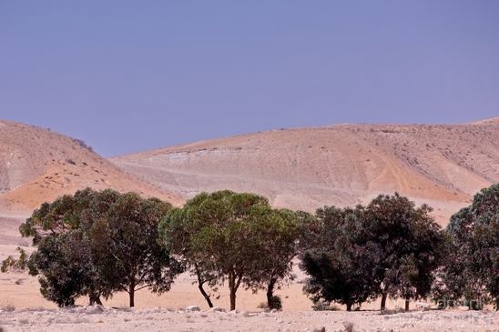 Landscape_Nature_desert_scenery_Negev_Israel_Photography_021_Canon_EOS_5D_Mark_IV.JPG