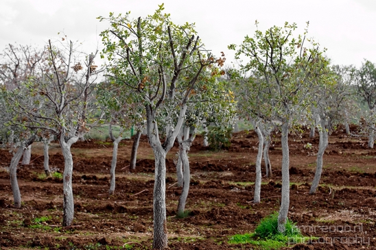 Landscape_Nature_in_the_Park_Israel_Photography_002_Canon_EOS_5D_Mark_IV.JPG