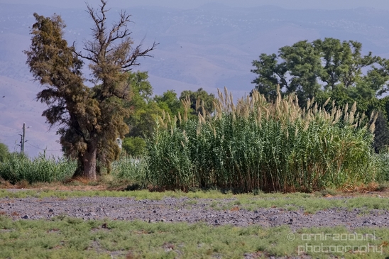 Landscape_Nature_north_of_Israel_Photography_027_Canon_EOS_5D_Mark_IV.JPG