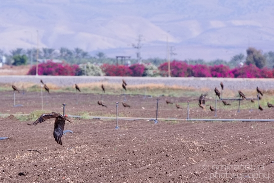 Landscape_Nature_north_of_Israel_Photography_037_Canon_EOS_5D_Mark_IV.JPG