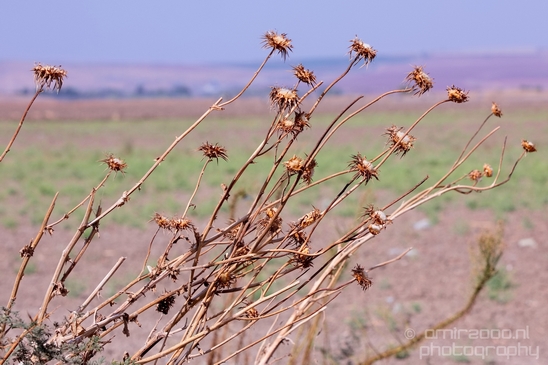 Landscape_Nature_north_of_Israel_Photography_040_Canon_EOS_5D_Mark_IV.JPG