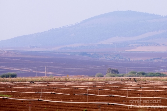 Landscape_Nature_north_of_Israel_Photography_051_Canon_EOS_5D_Mark_IV.JPG