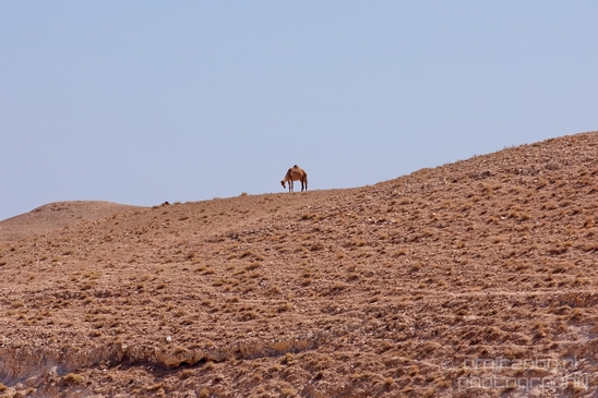 Landscape_nature_St_George_Monastery_Wadi_Qelt_Israel_Photography_014_Canon_EOS_5D_Mark_IV.JPG