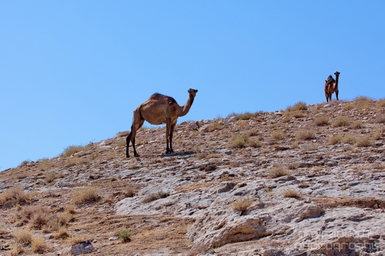 Landscape_nature_St_George_Monastery_Wadi_Qelt_Israel_Photography_021_Canon_EOS_5D_Mark_IV.JPG
