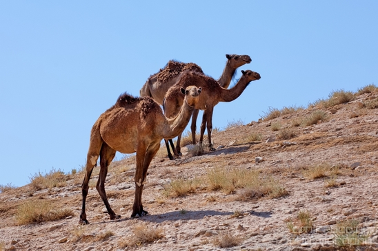 Landscape_nature_St_George_Monastery_Wadi_Qelt_Israel_Photography_022_Canon_EOS_5D_Mark_IV.JPG