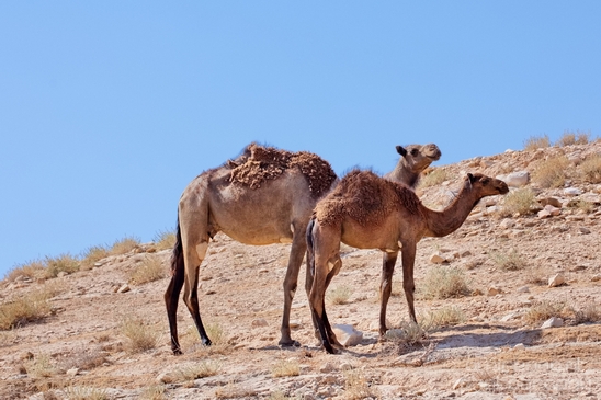 Landscape_nature_St_George_Monastery_Wadi_Qelt_Israel_Photography_023_Canon_EOS_5D_Mark_IV.JPG