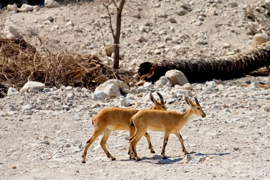 Landscape_nature_St_George_Monastery_Wadi_Qelt_Israel_Photography_045_Canon_EOS_5D_Mark_IV.JPG