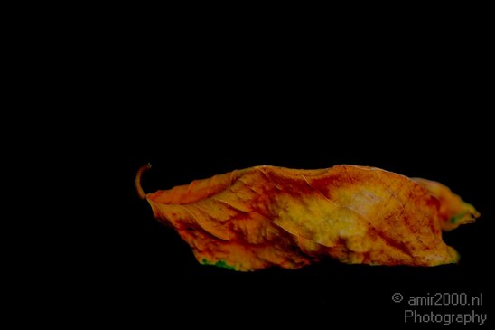Leaf_Nature_Landscape_Photography_004_Canon_EOS_5D_Mark_IV.JPG
