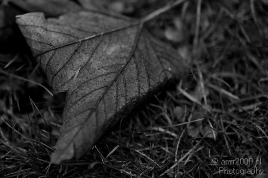 Leaf_Nature_Landscape_Photography_006_Canon_EOS_5D_Mark_IV.JPG