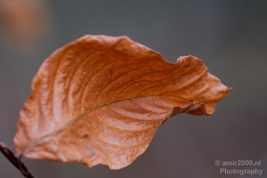 Leaf_Nature_Landscape_Photography_011_Canon_EOS_5D_Mark_IV.JPG