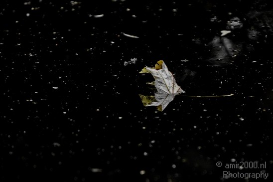 Leaf_Reflection_Fall_Landscape_Photography_001_Canon_EOS_7D.JPG