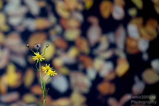 Leaves_Fall_in_Amsterdam_nature_Netherlands_Landscape_Photography_005_Canon_EOS_5D_Mark_IV.JPG