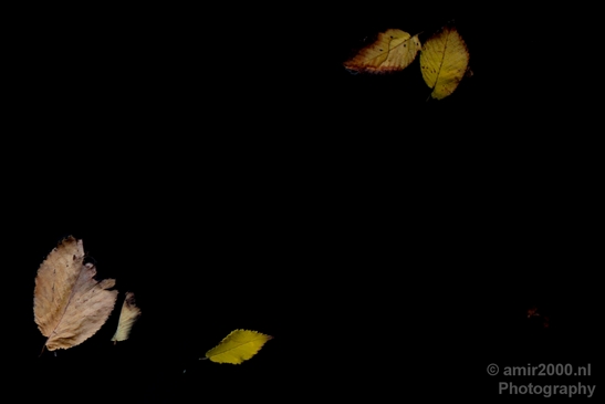 Leaves_Fall_in_Amsterdam_nature_Netherlands_Landscape_Photography_006_Canon_EOS_5D_Mark_IV.JPG