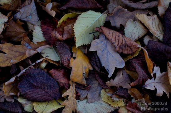 Leaves_Fall_in_Amsterdam_nature_Netherlands_Landscape_Photography_008_Canon_EOS_5D_Mark_IV.JPG