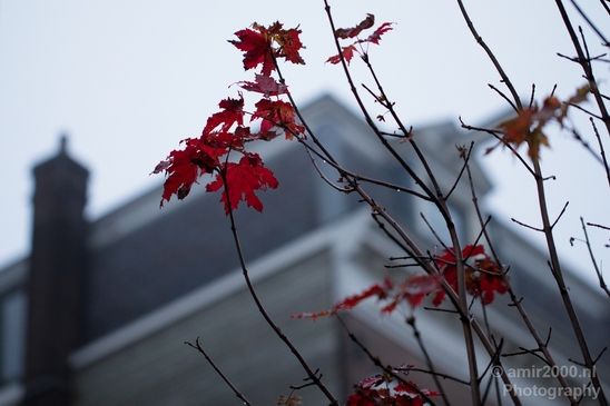 Leaves_Fall_in_Amsterdam_nature_Netherlands_Landscape_Photography_014_Canon_EOS_5D_Mark_IV.JPG