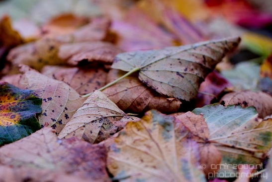 Leaves_Fall_in_Amsterdam_nature_Netherlands_Landscape_Photography_016_Canon_EOS_5D_Mark_IV.JPG