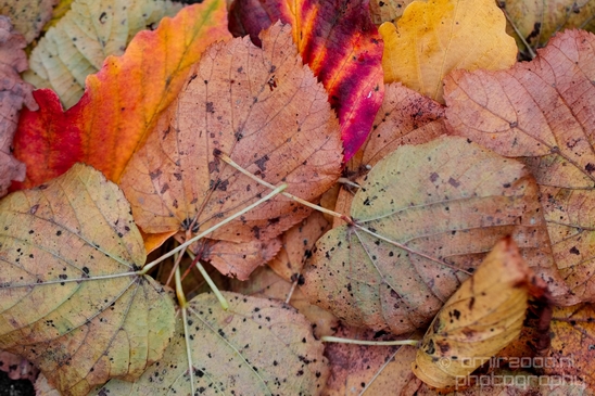Leaves_Fall_in_Amsterdam_nature_Netherlands_Landscape_Photography_017_Canon_EOS_5D_Mark_IV.JPG