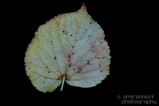 Leaves_Fall_in_Amsterdam_nature_Netherlands_Landscape_Photography_019_Canon_EOS_5D_Mark_IV.JPG