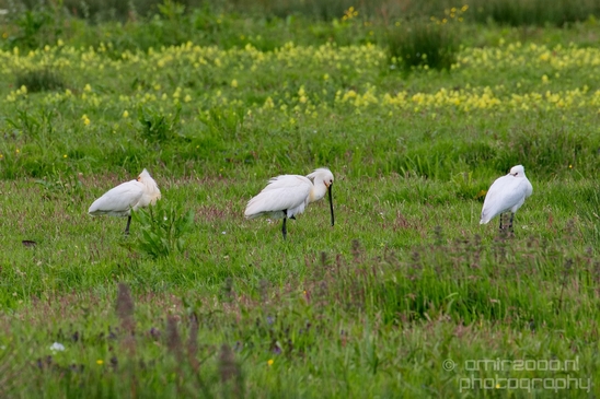 Lepelaar_Eurasian_spoonbill_nature_Landscape_Photography_001_Canon_EOS_5D_Mark_IV.JPG