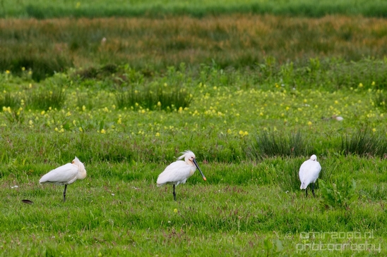 Lepelaar_Eurasian_spoonbill_nature_Landscape_Photography_002_Canon_EOS_5D_Mark_IV.JPG