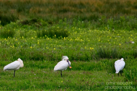Lepelaar_Eurasian_spoonbill_nature_Landscape_Photography_003_Canon_EOS_5D_Mark_IV.JPG