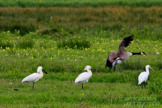 Lepelaar_Eurasian_spoonbill_nature_Landscape_Photography_004_Canon_EOS_5D_Mark_IV.JPG
