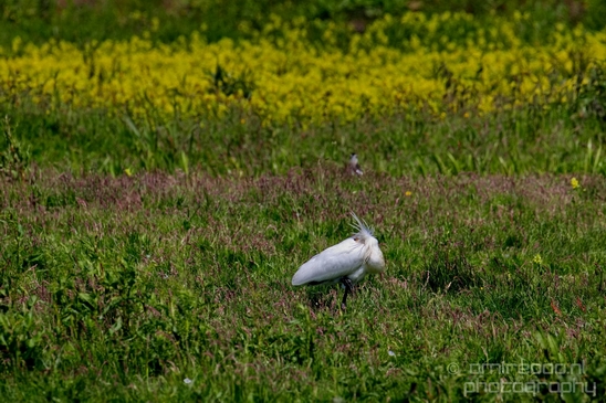 Lepelaar_Eurasian_spoonbill_nature_Landscape_Photography_005_Canon_EOS_5D_Mark_IV.JPG