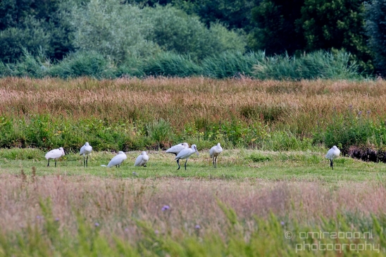 Lepelaar_Eurasian_spoonbill_nature_Landscape_Photography_006_Canon_EOS_5D_Mark_IV.JPG
