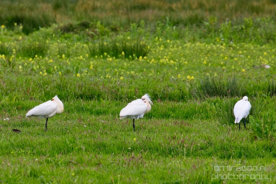 Lepelaar_Eurasian_spoonbill_nature_Photography_Landscape_001_Canon_EOS_5D_Mark_IV.JPG