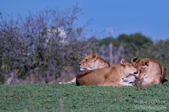 Lions_Safari_Israel_Landscape_Photography_002_Canon_EOS_7D.JPG