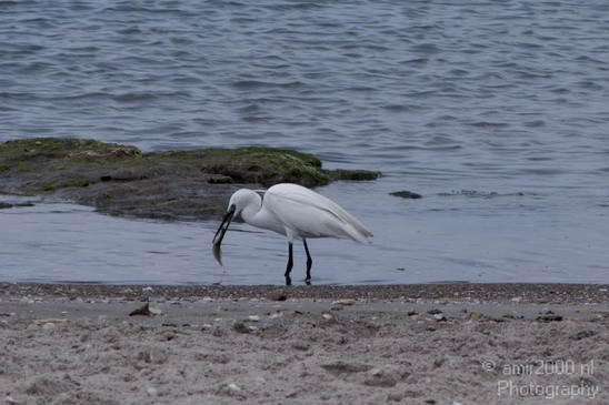 Little_Egret_Israel_Landscape_Photography_001_Canon_EOS_7D.JPG