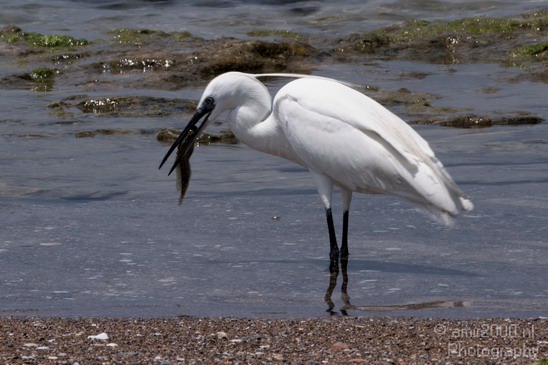 Little_Egret_Israel_Landscape_Photography_002_Canon_EOS_7D.JPG
