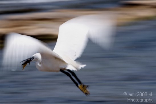 Little_Egret_Israel_Landscape_Photography_003_Canon_EOS_7D.JPG