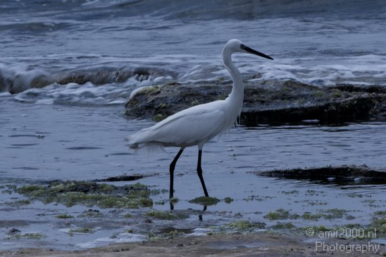 Little_Egret_Israel_Landscape_Photography_004_Canon_EOS_7D.JPG