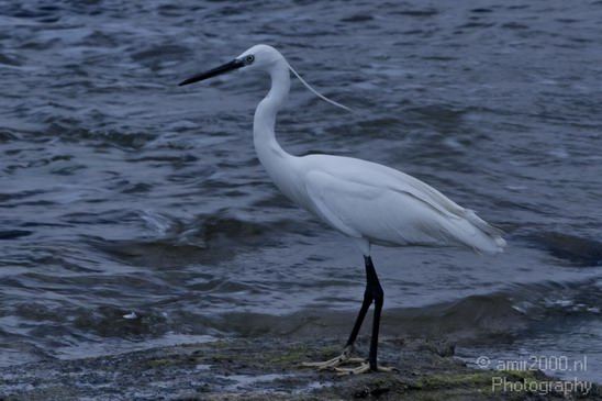 Little_Egret_Israel_Landscape_Photography_005_Canon_EOS_7D.JPG