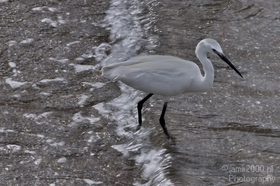 Little_Egret_Israel_Landscape_Photography_006_Canon_EOS_7D.JPG