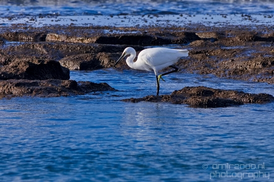 Little_Egret_Mediterranean_Sea_nature_Israel_Landscape_Photography_001_Canon_EOS_5D_Mark_IV.JPG