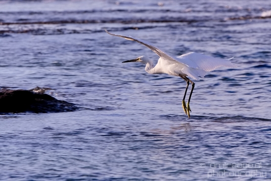 Little_Egret_Mediterranean_Sea_nature_Israel_Landscape_Photography_002_Canon_EOS_5D_Mark_IV.JPG
