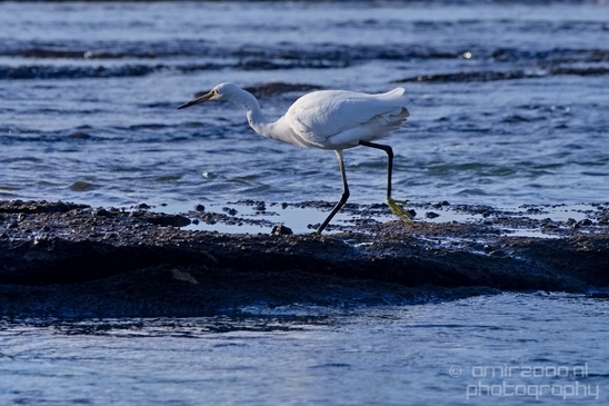 Little_Egret_Mediterranean_Sea_nature_Israel_Landscape_Photography_003_Canon_EOS_5D_Mark_IV.JPG