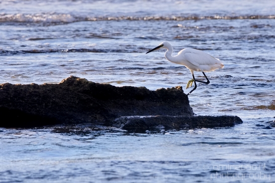 Little_Egret_Mediterranean_Sea_nature_Israel_Landscape_Photography_004_Canon_EOS_5D_Mark_IV.JPG